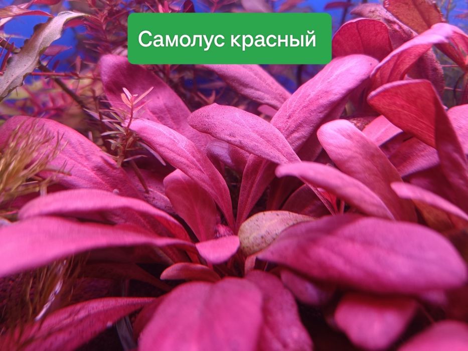 Редкие аквариумные растения