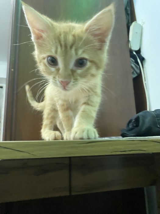 котенок 2 месяца