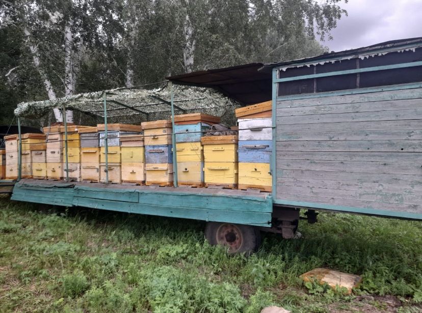 Продам алтайский мед