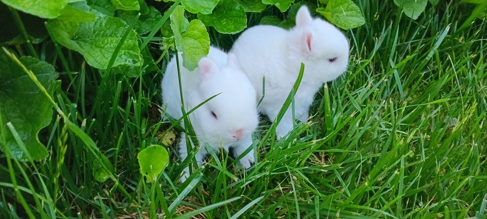 Germilin kalta quloq karlik bolalari