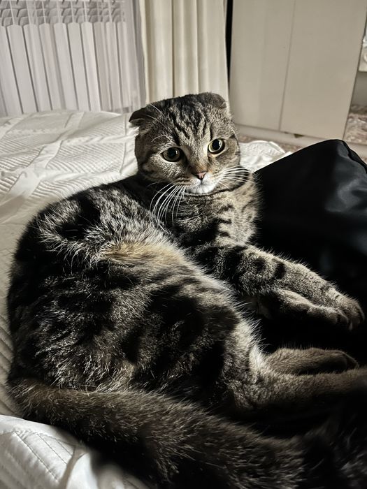 Кот, 5 лет, отдаем в самые добрые руки