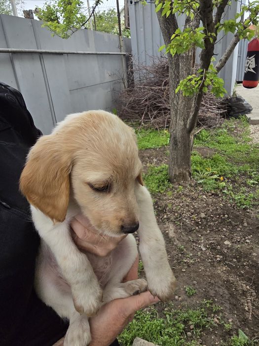 Собаки спаниельки