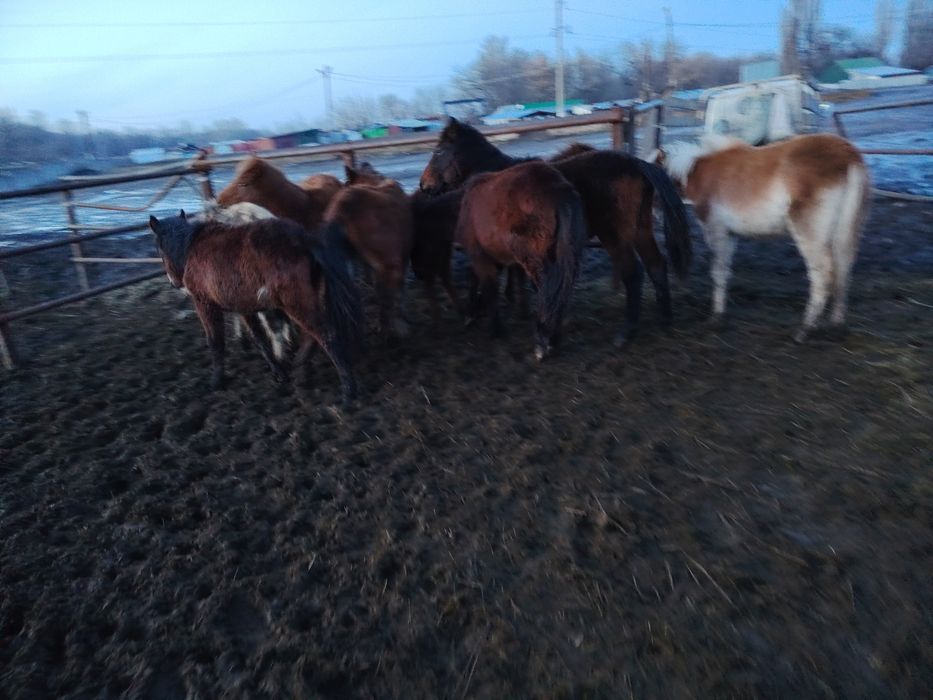 5 бас еркек жабағылар