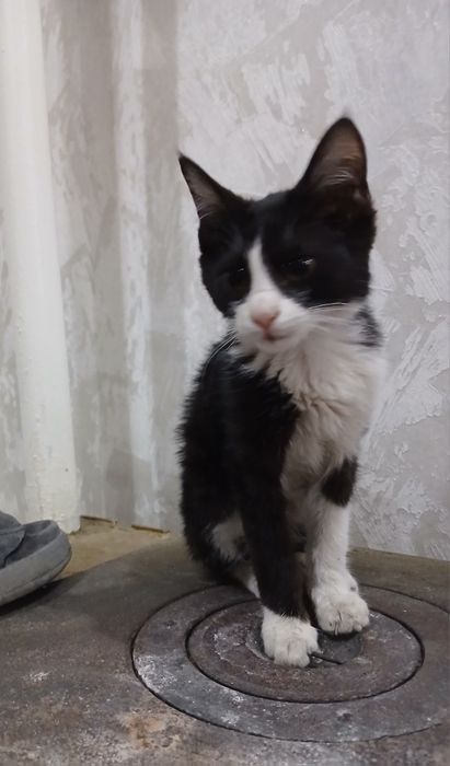 Мушук текинга берилади