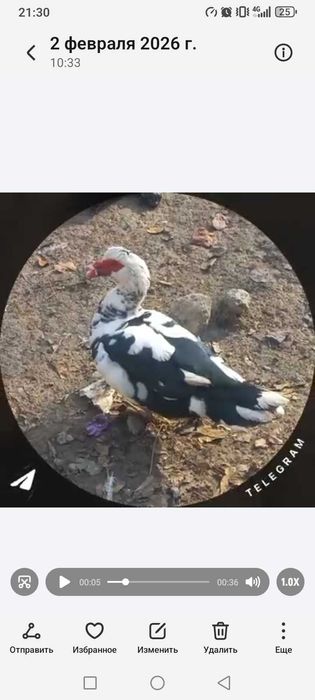 Г'ули сотилади  Индиски у'рдаклар Сотилади Марг'илонда