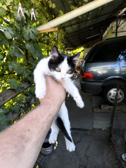 Котята мышеловки