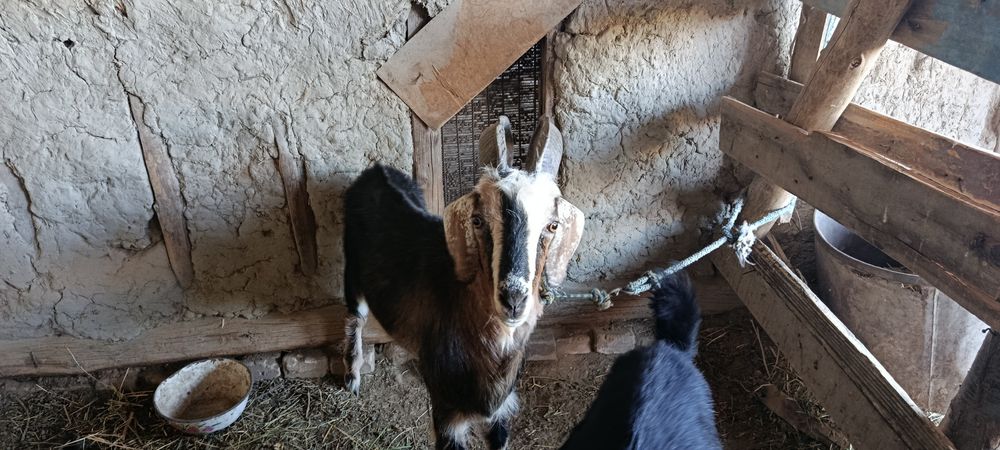 Echki 2oy boqilgan