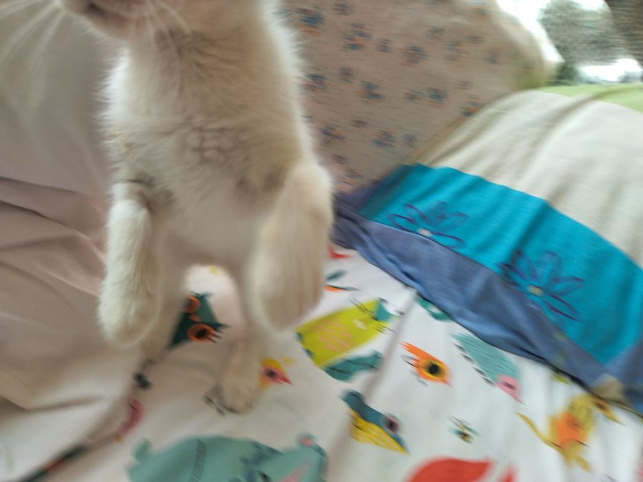 Подарявам красиви котета