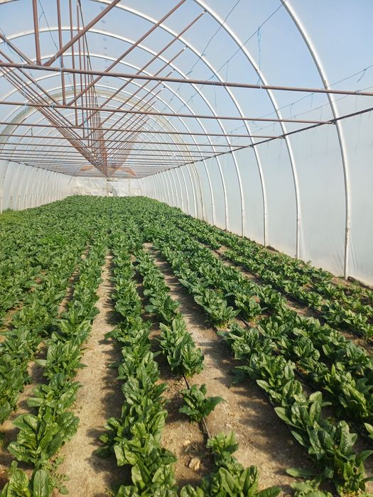 Vând spanac en gros