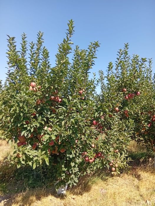 Яблоневый сад - готовый бизнес
