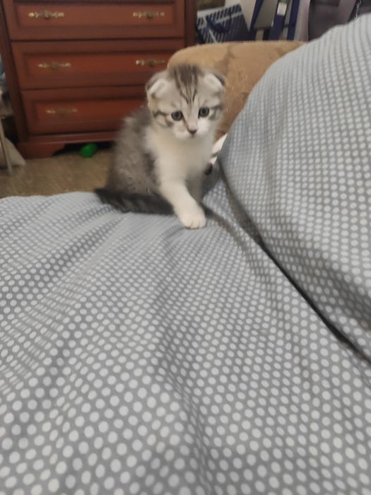 Продаются котята