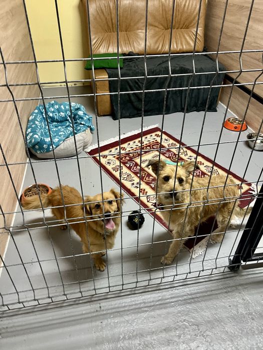 Cazare caini Cluj DogStar, pensiune caini, dresaj caini, toaletaj