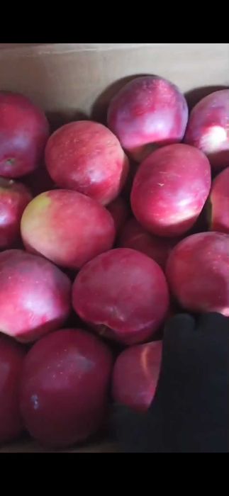 Апорт Алматинский