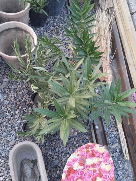 Ландшафтный дизайн, садовник газон арча ёлка  Уборка Благоустройство