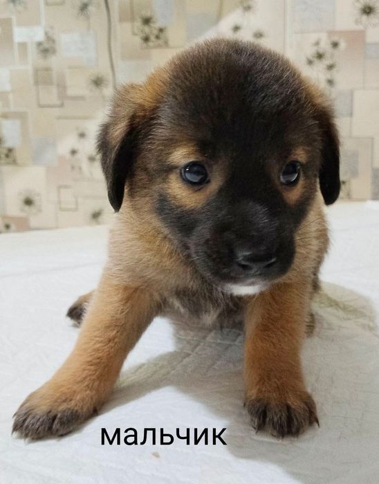 Щеночки ищут заботливые руки