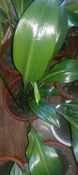 Эухарис (амазонская лилия) за 10000т