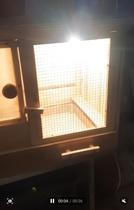 Брудер для цыплят