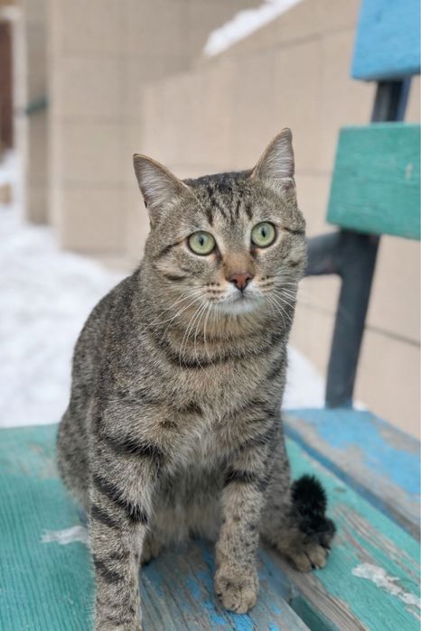 Кот в поисках дома