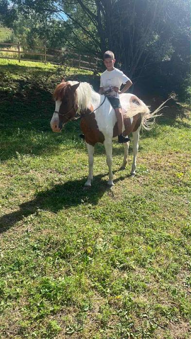 Кобила 4,5 год, без лоши навици