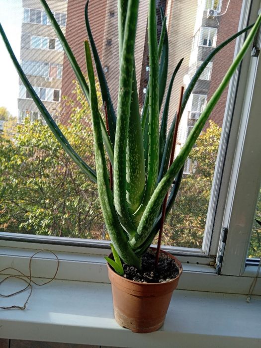 Alloe Vera, plantă 4 ani.