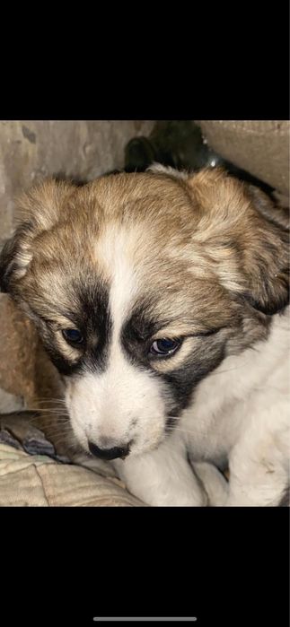 Щенки в добрые руки