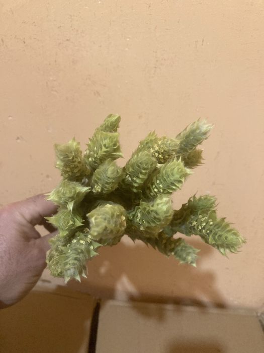 мурсалски чай, 2025