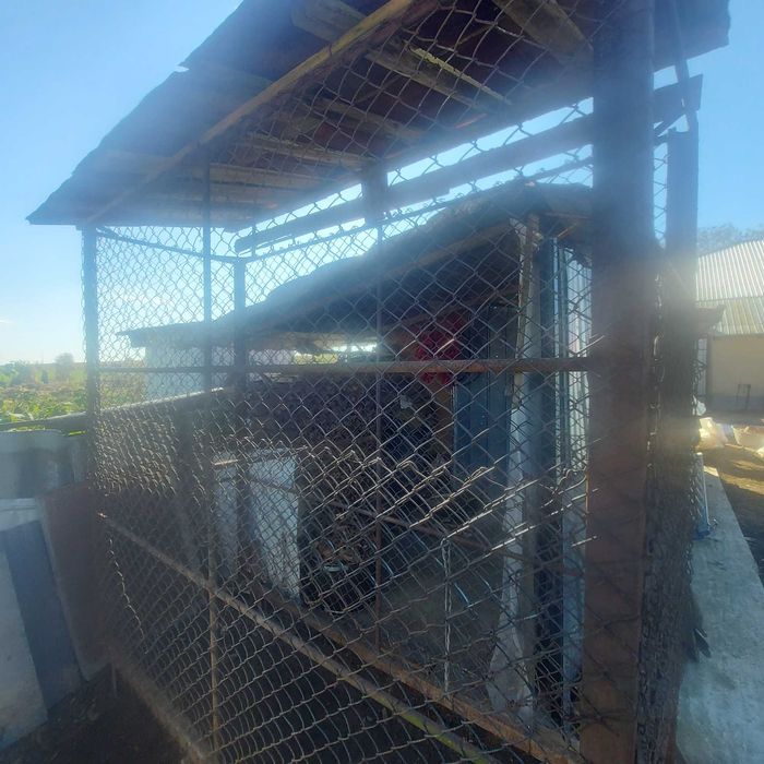 Vand porumbar(coser porumb)