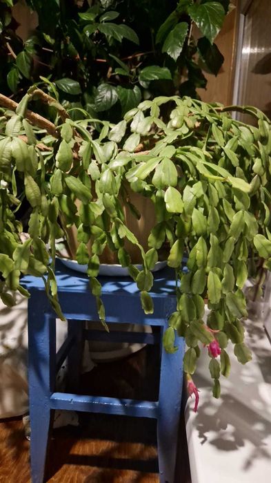 Продам  комнатное растение