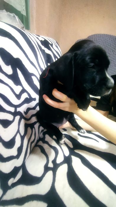 щенки Кане-Корсо