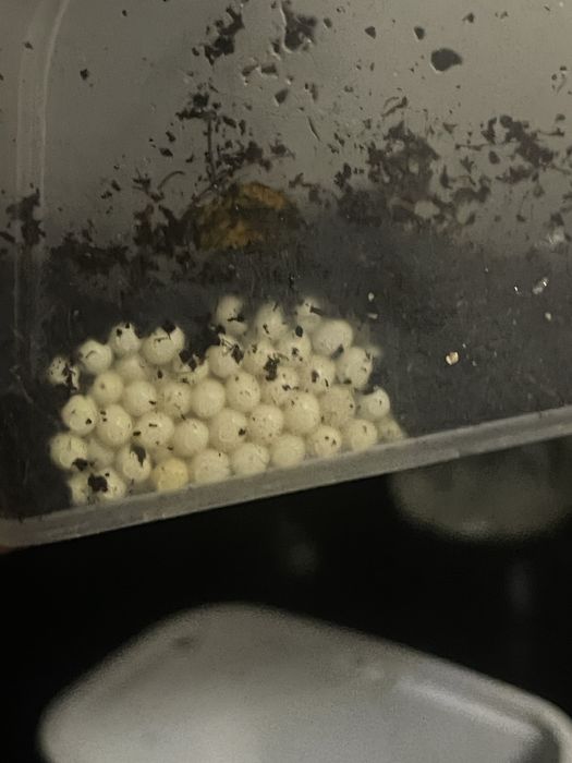 Ulitkala sotiladi radashka fulika albinosla