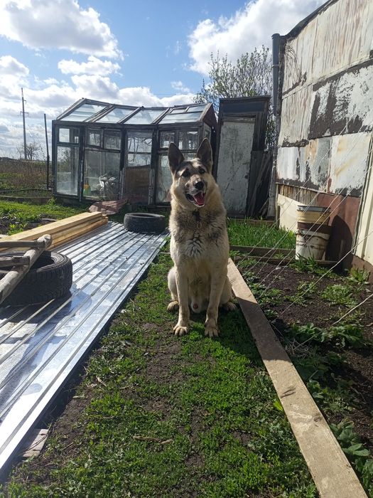Щенки восточно-европейской овчарки