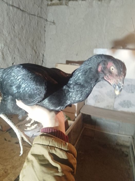 Жожа мокйонла сотилади кора тойла