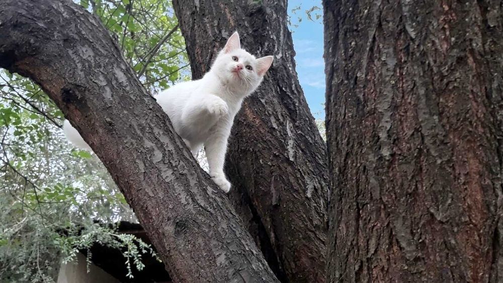 Продаются котята, 3 мальчика и 1 девочка