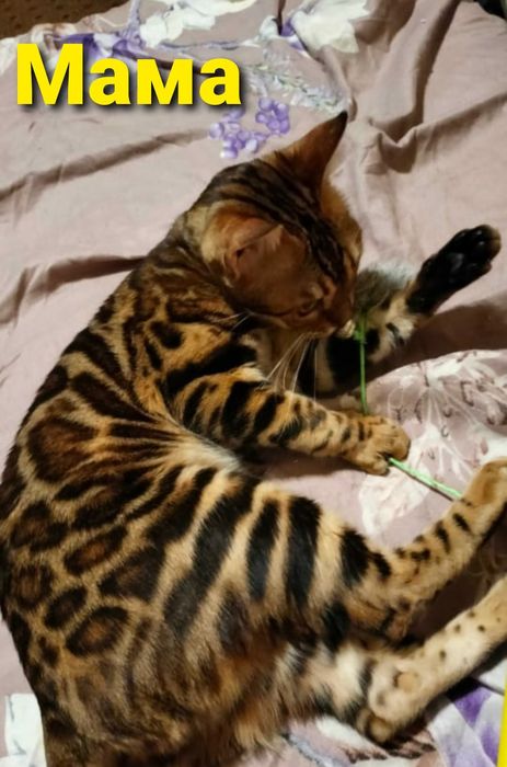 Бенгальские котята