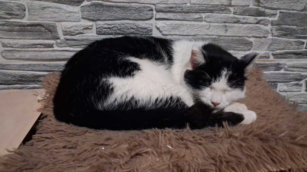 Кошечке нужна семья.