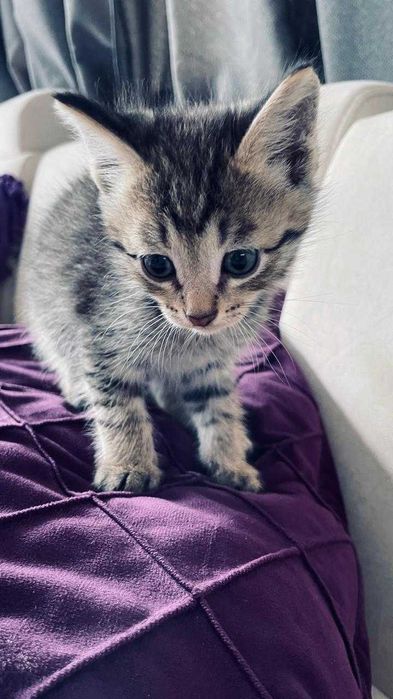 отдам котят в хорошие руки