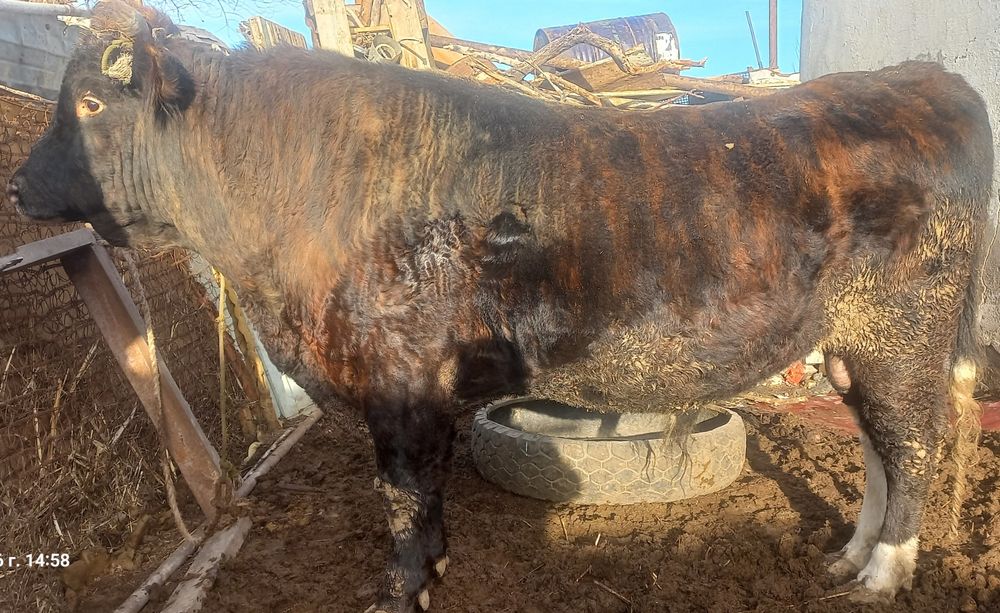 Бұқа сатылады үш жасар