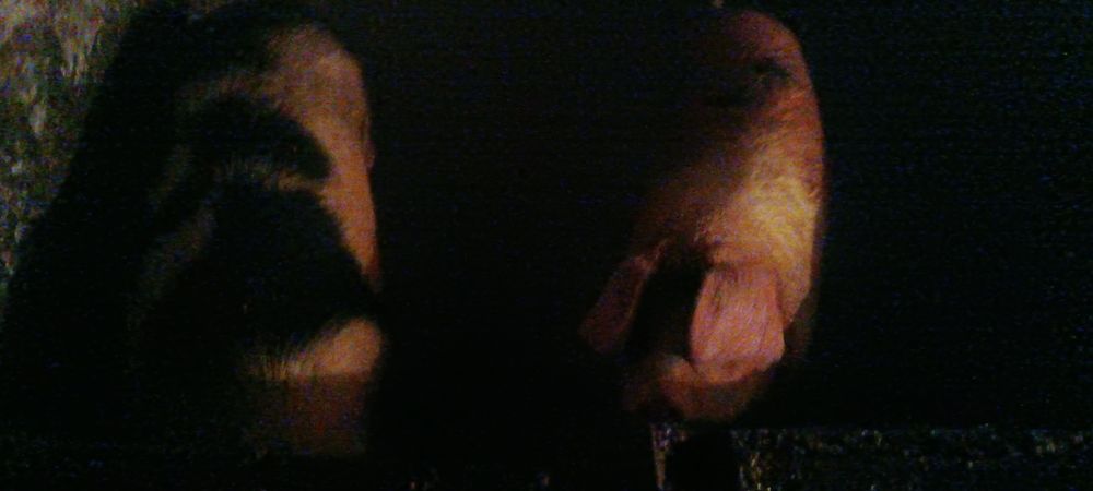 Продаются свиньи!!!