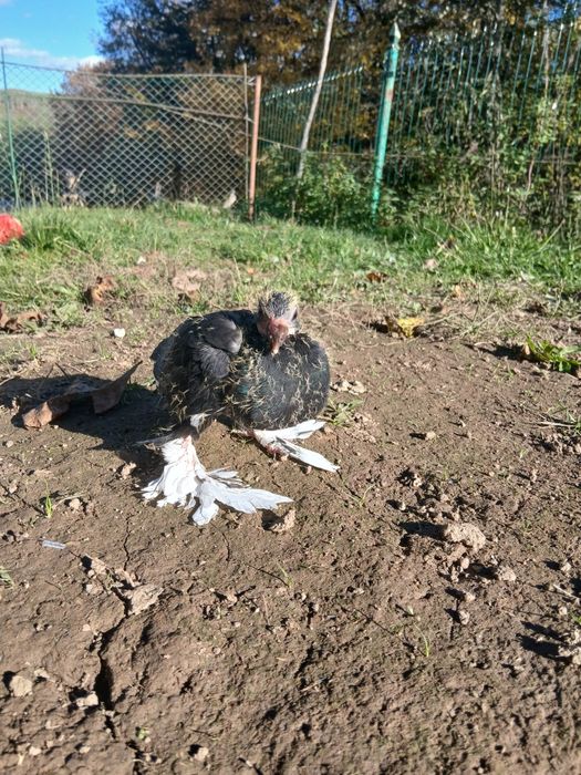 Vând porumbei tălăpăgoși urgent