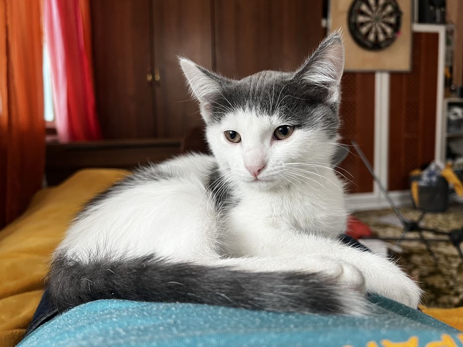 Котята. Отдам в хорошие руки