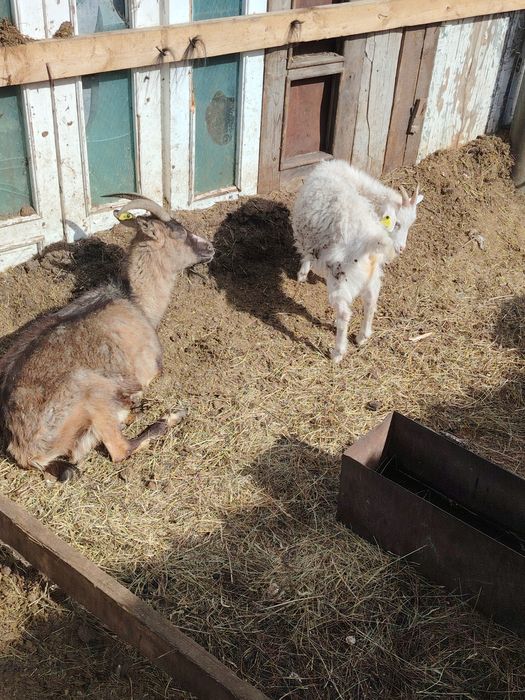Дойные козы и козёл