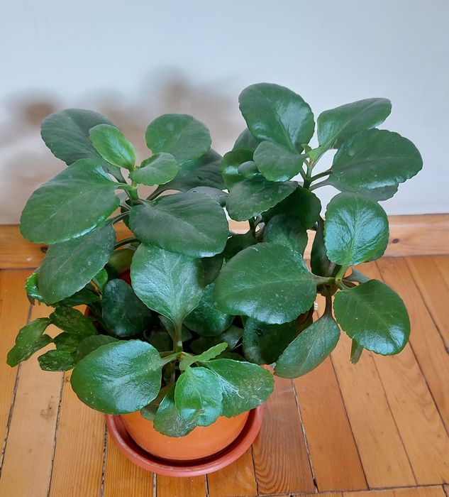 Вечно зелёный цветущий цветок .Цветёт  бардово -красного цвета