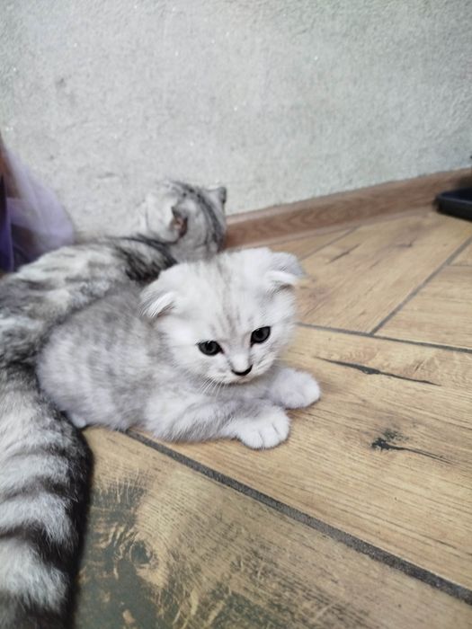 Шотландские котята