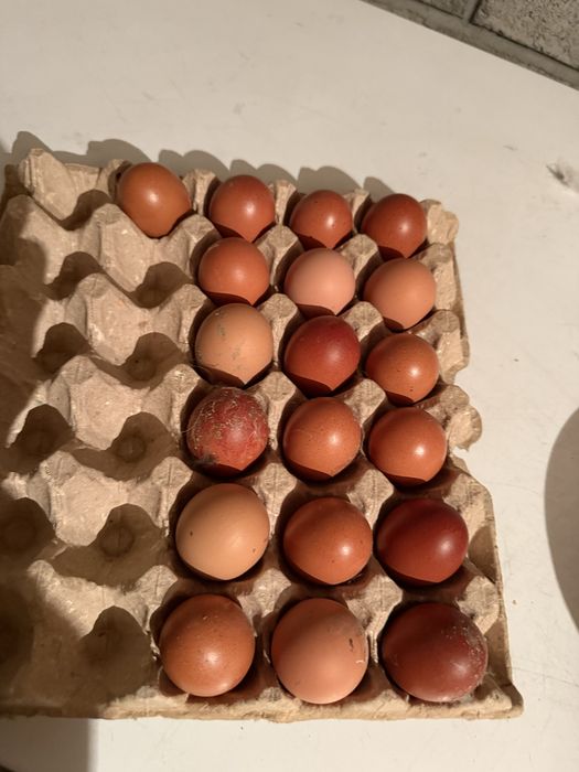 Инкубационные яйцо