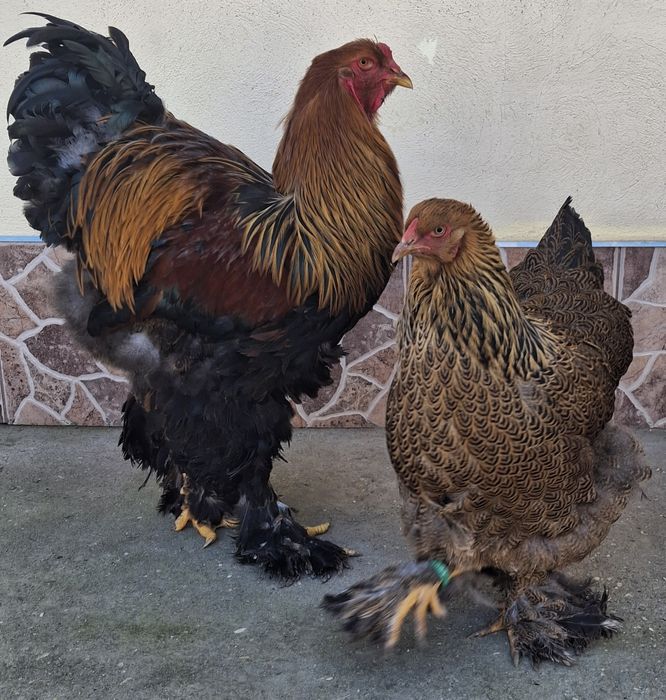 Vând pereche brahma potărnichiu pe negru 2025