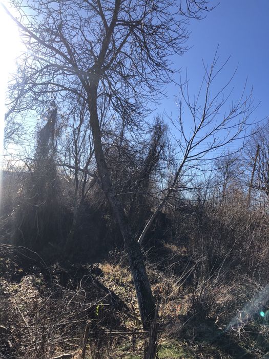 Орехово дърво голямо