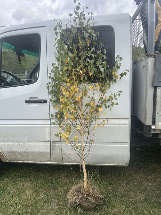 Copaci / Tei / Mesteacan / Platan / Brazi