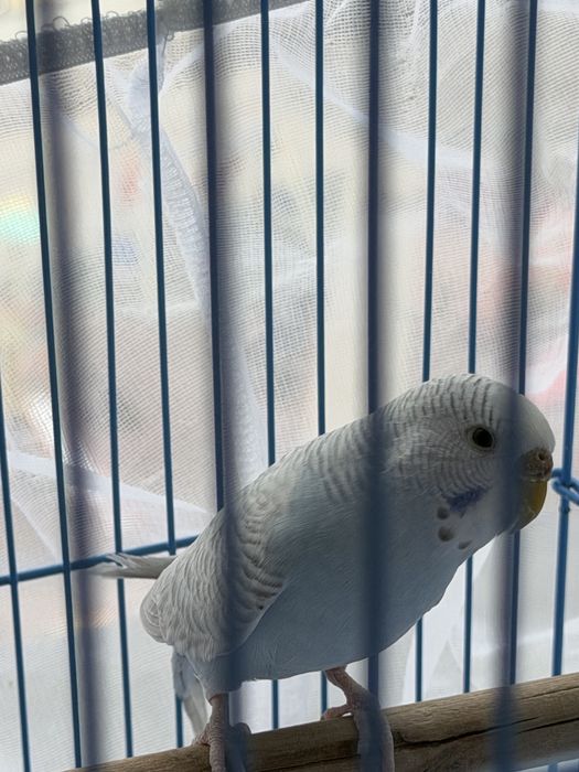 Продам попугаяс клеткой