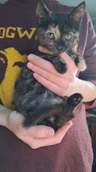 Котята 28 октября