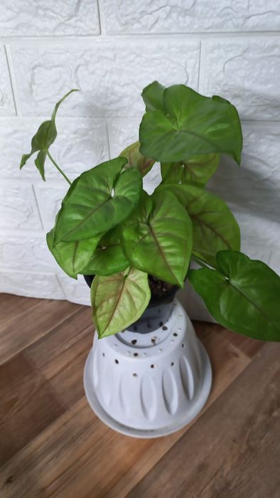 Сингониум/Аглонема/Хлорофитум